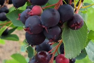 Medlievos uogos (karintai,...