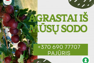 Tvariai užauginti agrastai,...