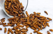 Džiovinti svirpliai (čili pipirais ir rūkyta paprika)