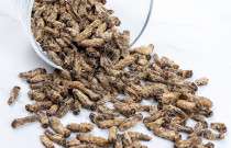 Dovanų rinkinys: TASTIK svirplių skonių kolekcija