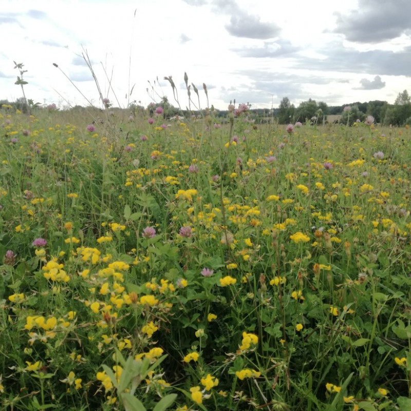 Pievų medus (vasaros įvairių žiedų iškoptas 2022 m. rupj. mėn.)