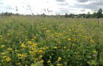 Pievų medus (vasaros įvairių žiedų iškoptas 2022 m. rupj. mėn.)