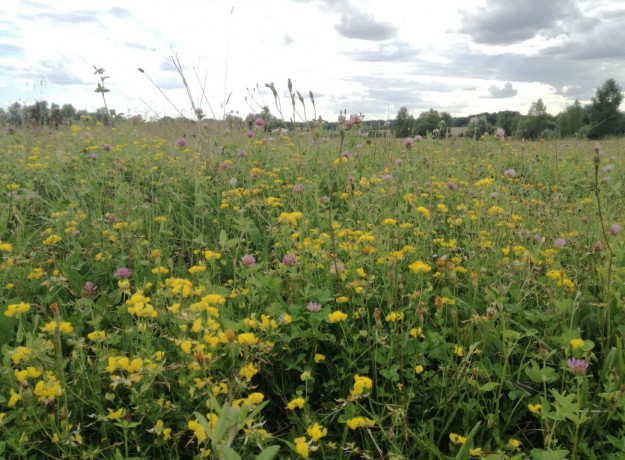 Pievų medus (vasaros įvairių žiedų iškoptas 2022 m. rupj. mėn.)