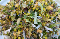 Arbata „Peršalus”