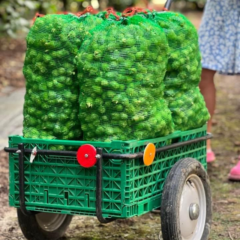 Lazdyno riešutai (žali)