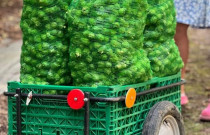 Lazdyno riešutai (žali)