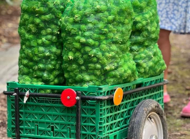 Lazdyno riešutai (žali)