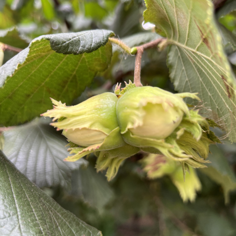 Lazdyno riešutai (žali)