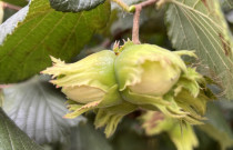 Lazdyno riešutai (žali)