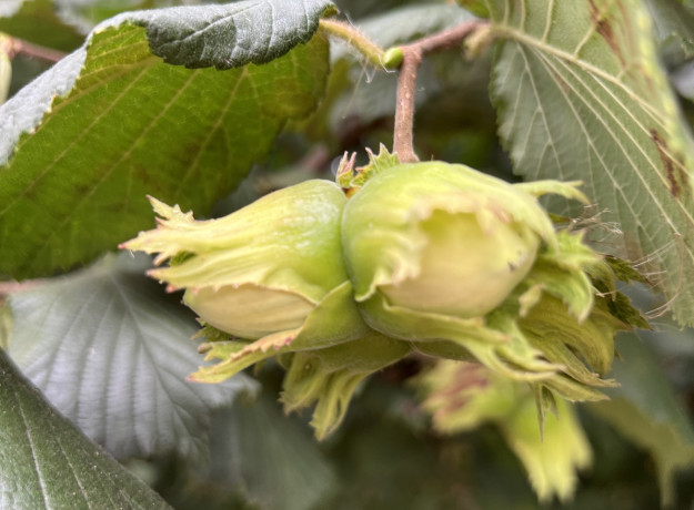 Lazdyno riešutai (žali)