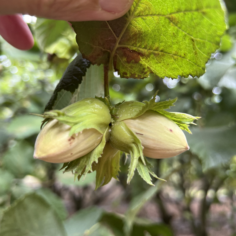 Lazdyno riešutai (žali)