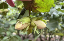 Lazdyno riešutai (žali)