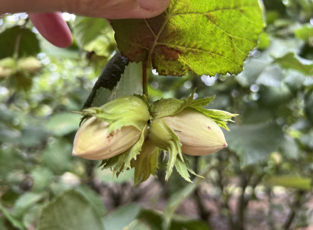 Lazdyno riešutai (žali)