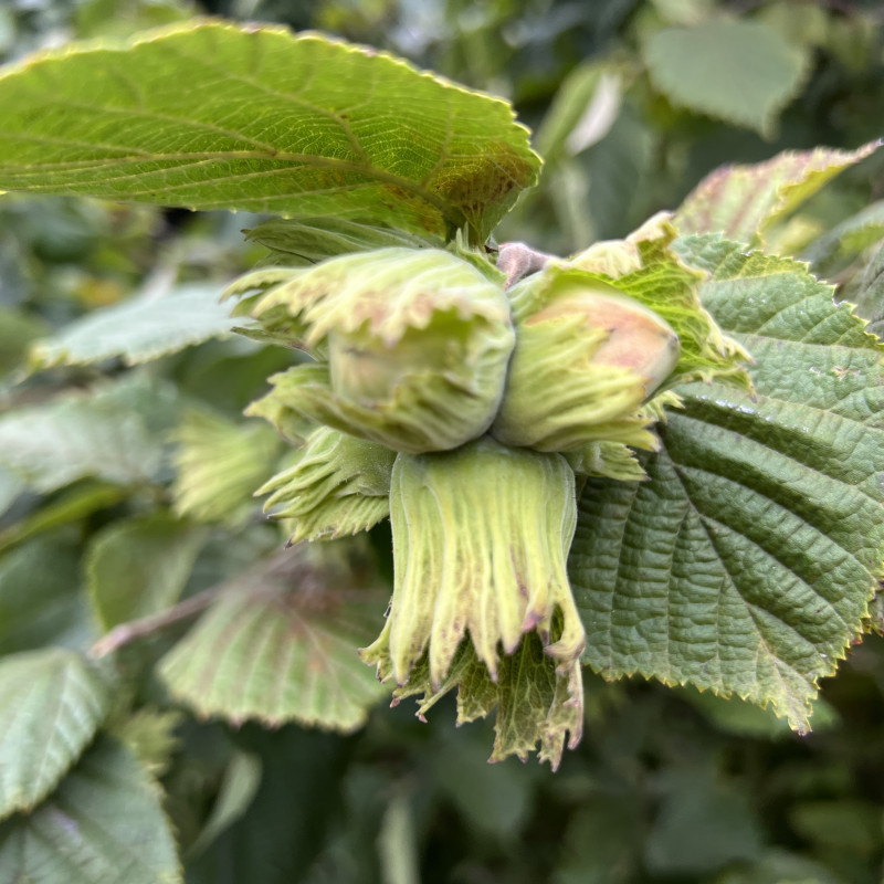 Lazdyno riešutai (žali)