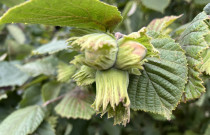 Lazdyno riešutai (žali)