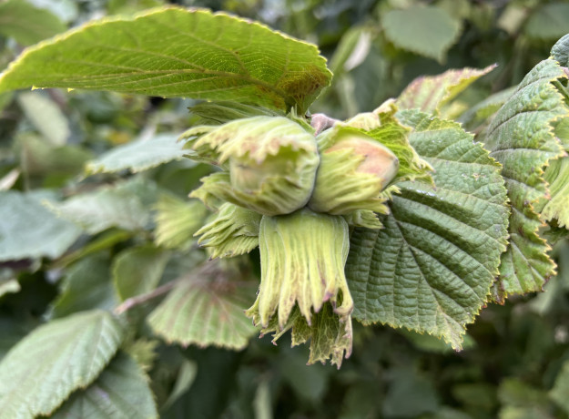 Lazdyno riešutai (žali)