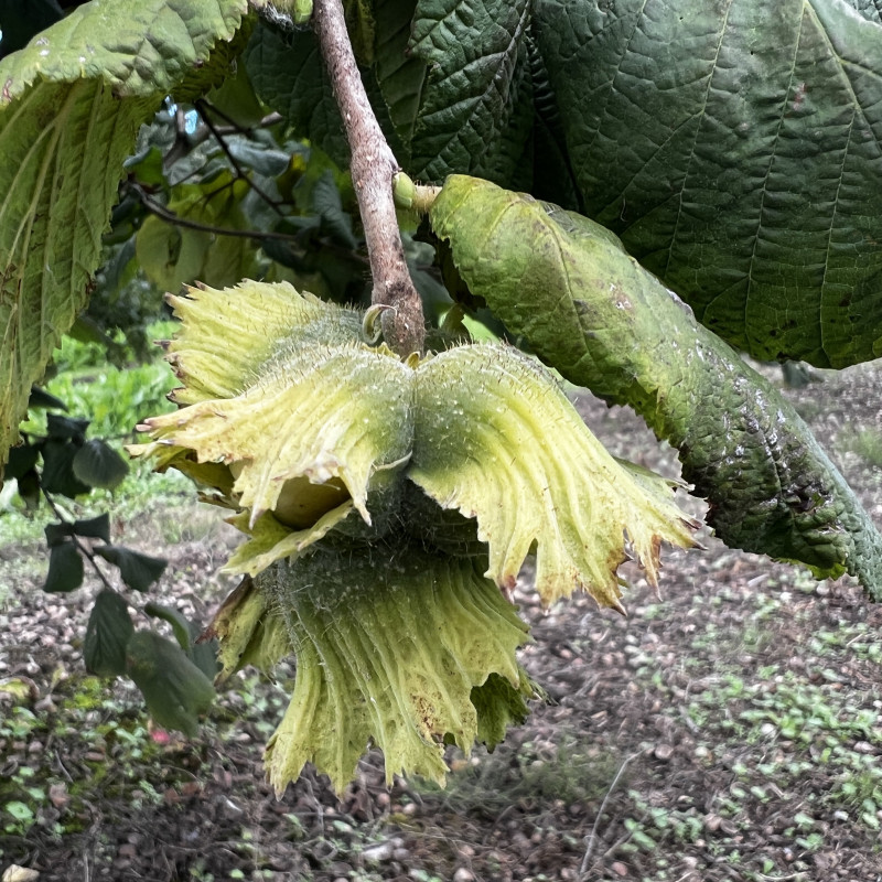 Lazdyno riešutai (žali)