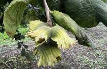 Lazdyno riešutai (žali)