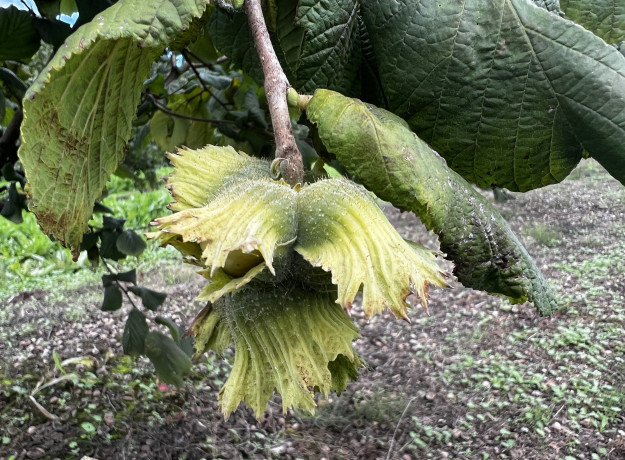Lazdyno riešutai (žali)