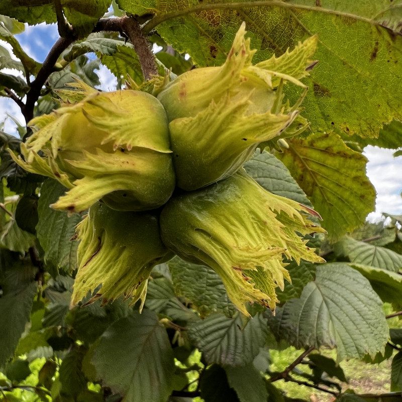 Lazdyno riešutai (žali)