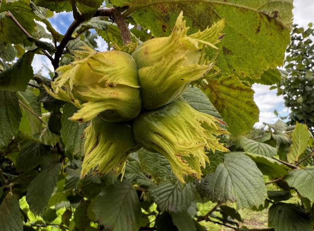 Lazdyno riešutai (žali)