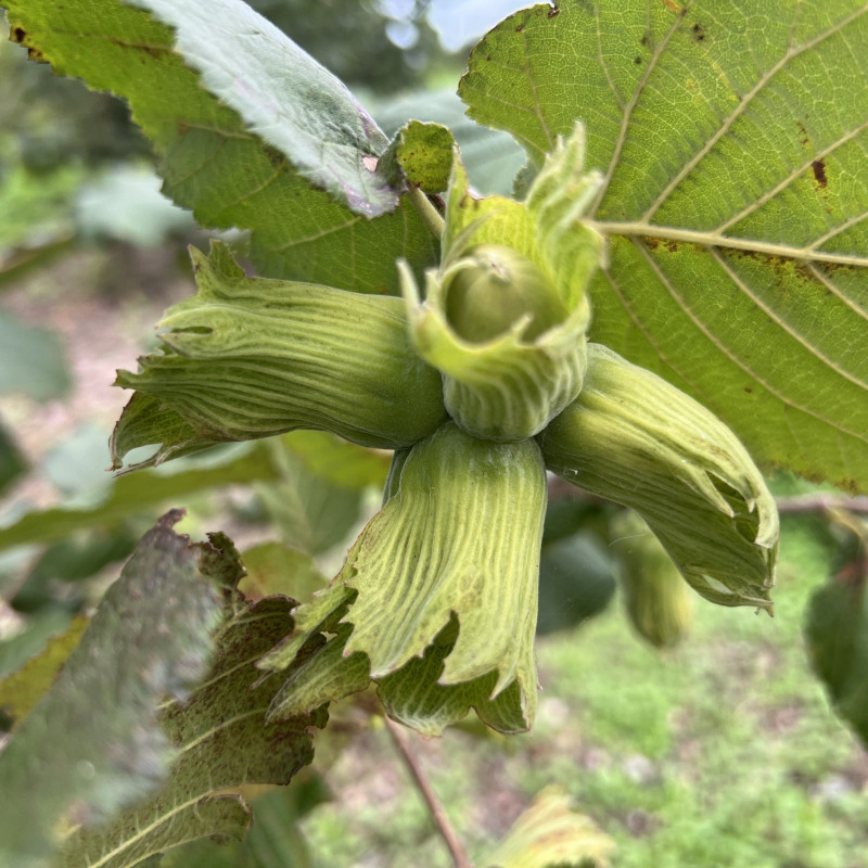 Lazdyno riešutai (žali)