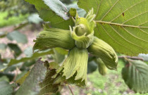 Lazdyno riešutai (žali)