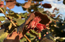 Lazdyno riešutai (žali)