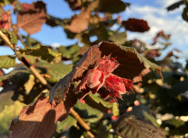 Lazdyno riešutai (žali)