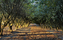 Lazdyno riešutai (žali)