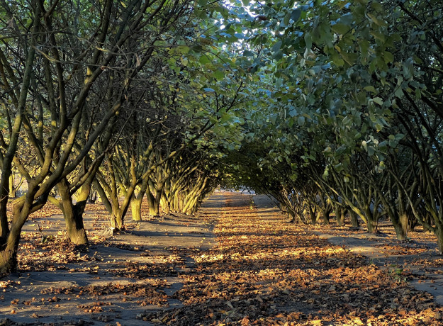 Lazdyno riešutai (žali)