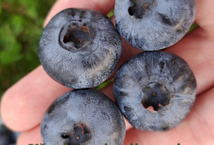 Lietuviškos, labai didelės...