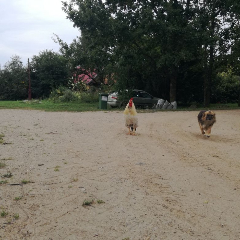 Laisvai besiganančių vištų kiaušiniai