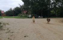 Laisvai besiganančių vištų kiaušiniai