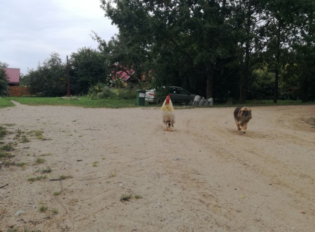 Laisvai besiganančių vištų kiaušiniai