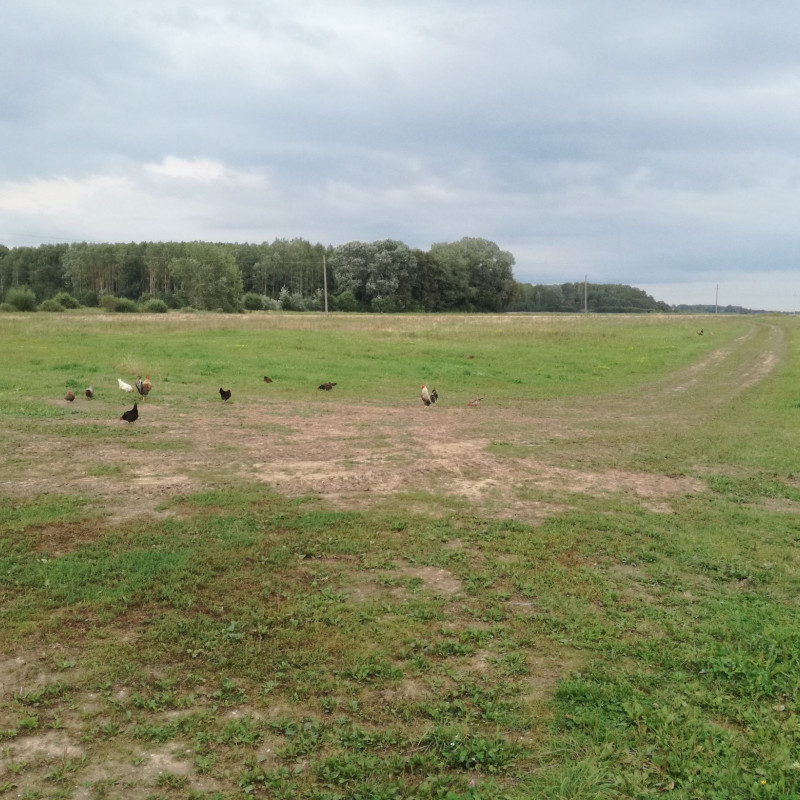 Laisvai besiganančių vištų kiaušiniai