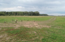 Laisvai besiganančių vištų kiaušiniai