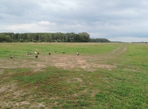 Laisvai besiganančių vištų kiaušiniai