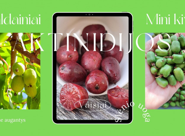 Aktinidijos – vitamino C šaltinis, 500 g