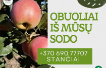Tvariai užauginti rudeniniai obuoliai