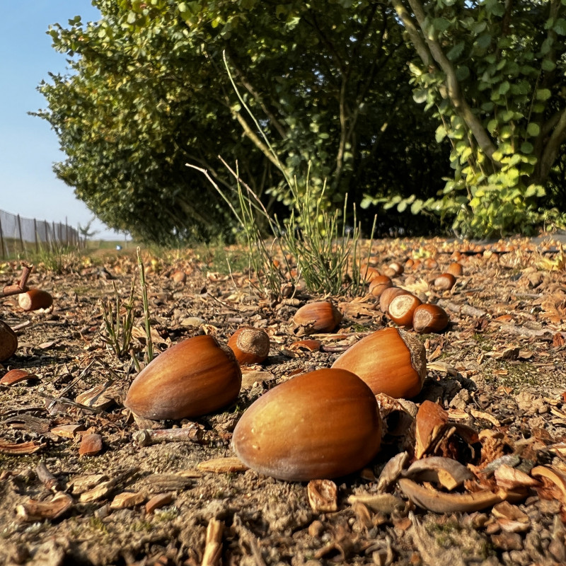 Lazdyno riešutai (rudi)