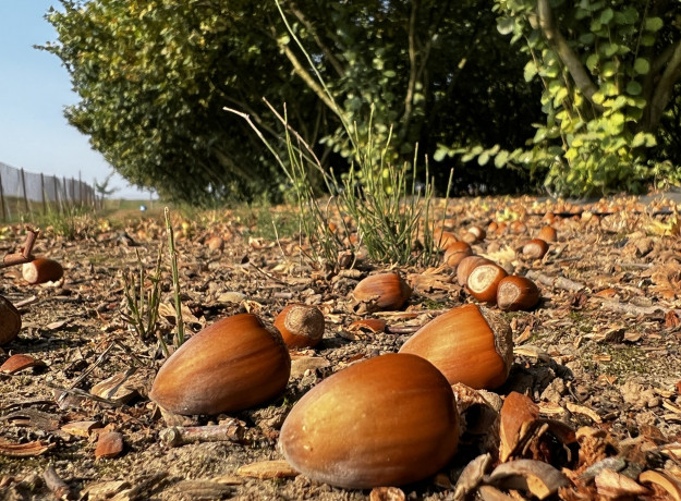 Lazdyno riešutai (rudi)