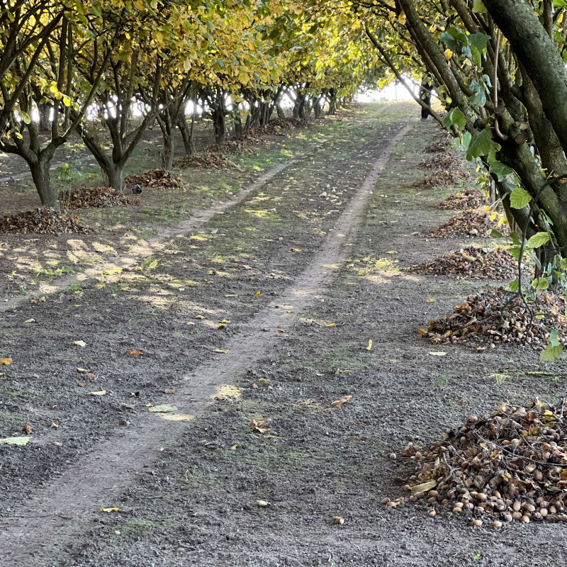 Lazdyno riešutai (rudi)