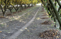 Lazdyno riešutai (rudi)