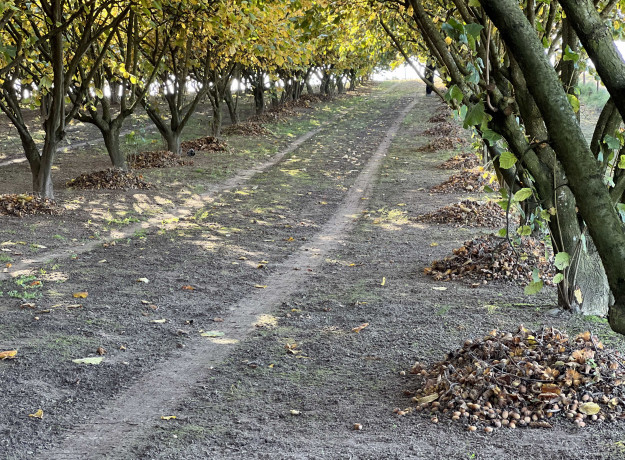 Lazdyno riešutai (rudi)