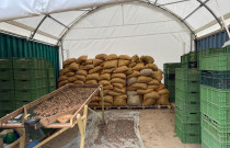 Lazdyno riešutai (rudi)