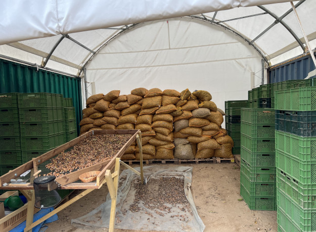 Lazdyno riešutai (rudi)