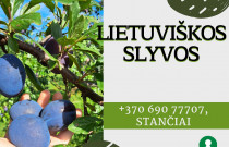 Lietuviškos sultingos slyvos