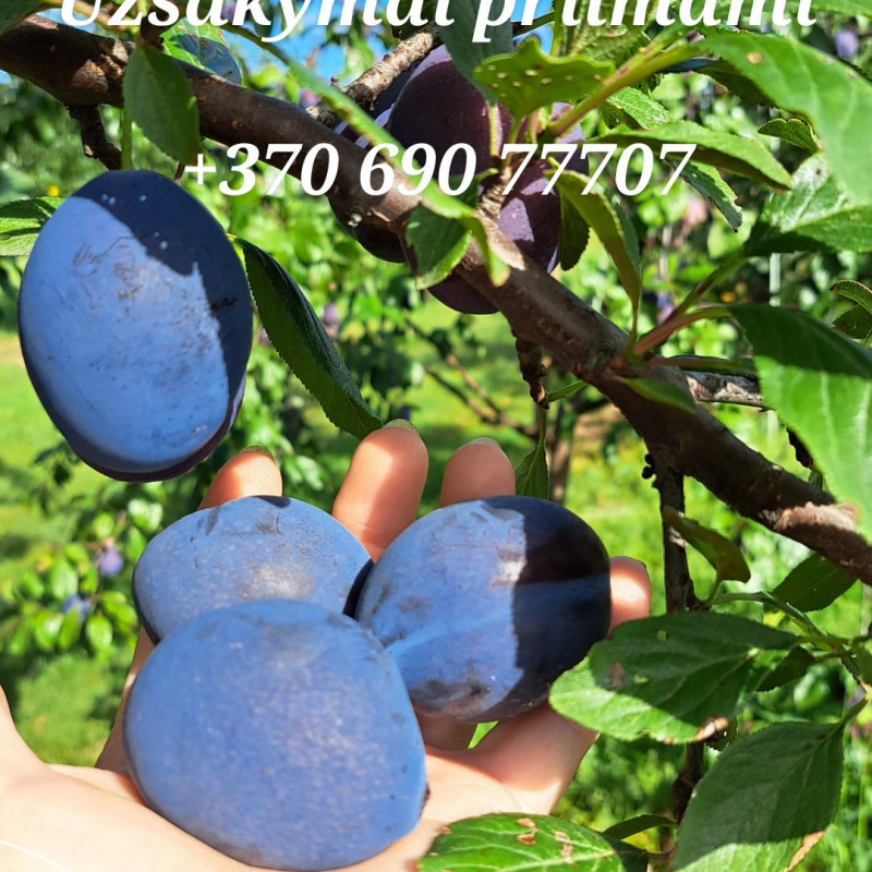 Lietuviškos sultingos slyvos