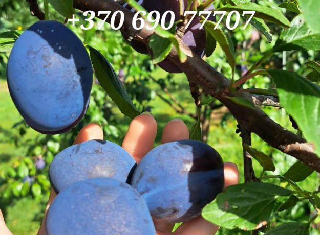 Lietuviškos sultingos slyvos